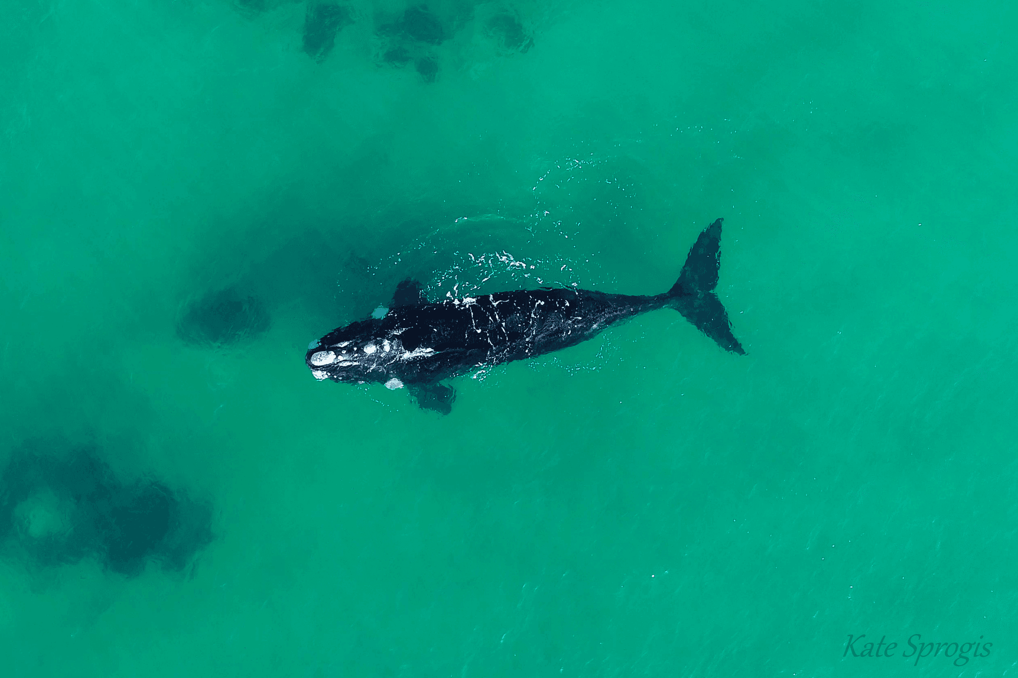 Augusta SRW subadult encounter