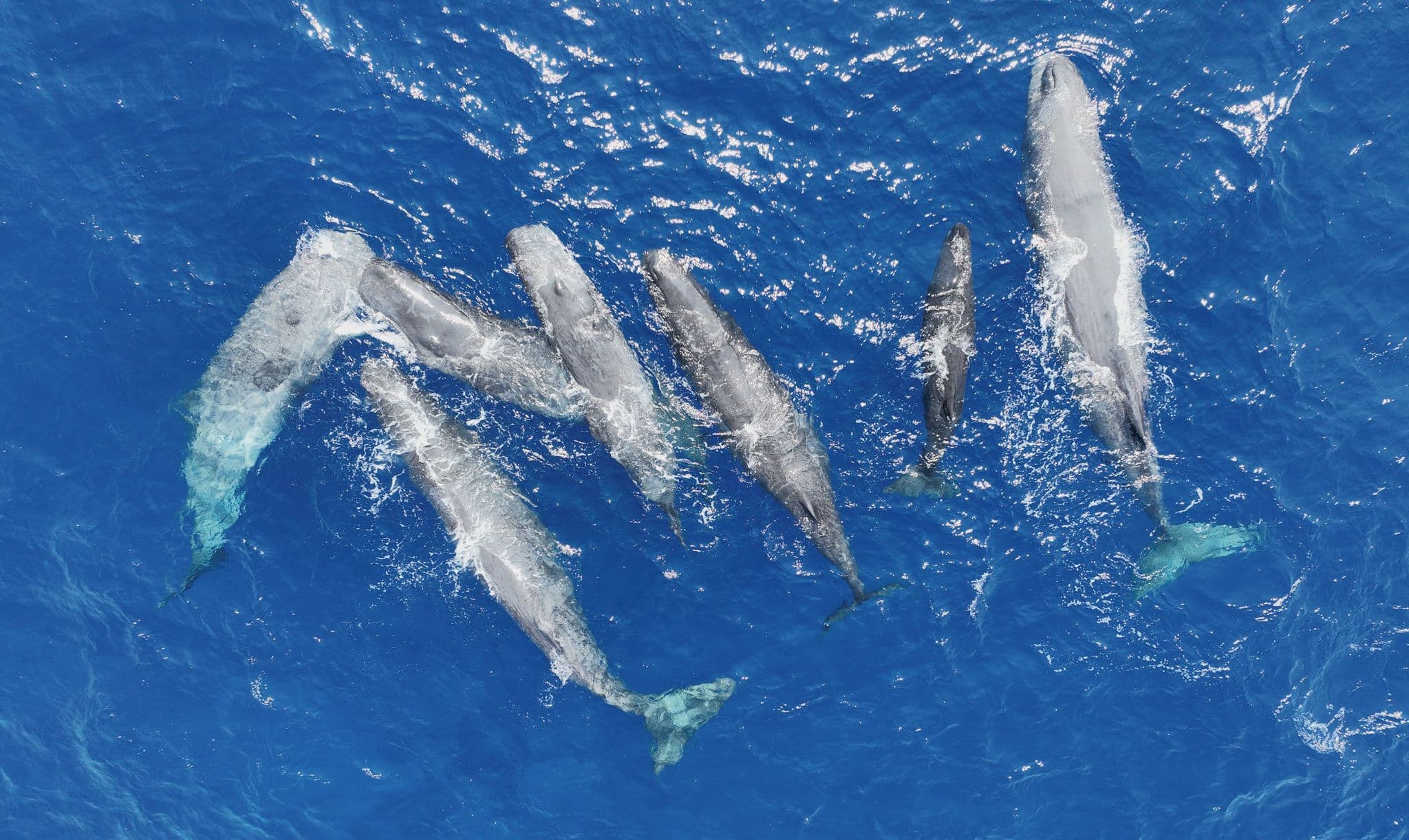 Sperm whale family along the Hellenic Trench ( July 2024). Photo taken under research permit © Chris Johnson / WWF