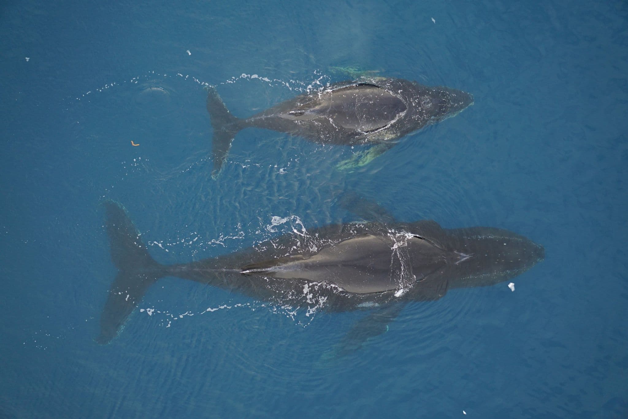 © Duke University Marine Robotics and Remote Sensing Lab