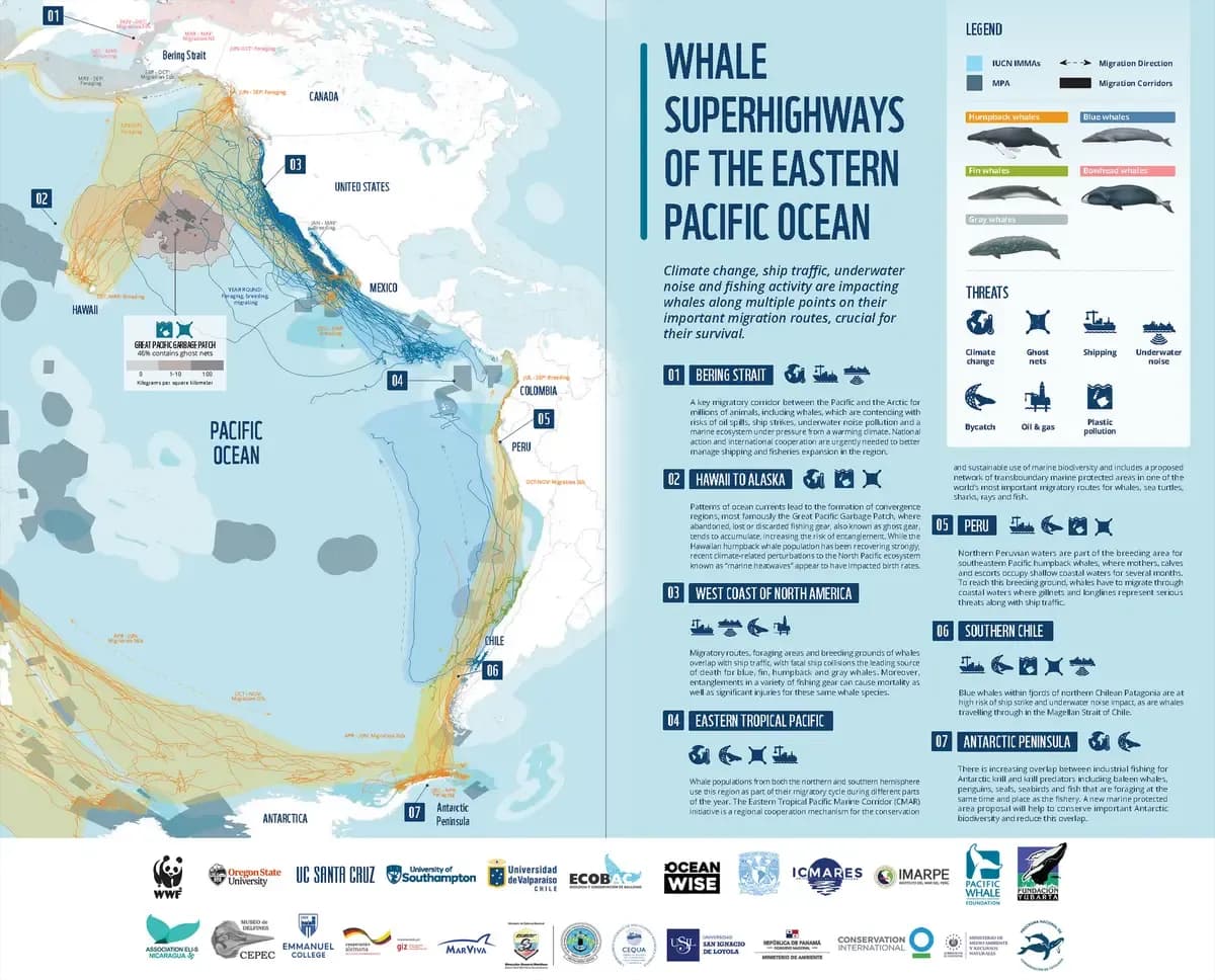 whale superhighways of the eastern pacific ocean