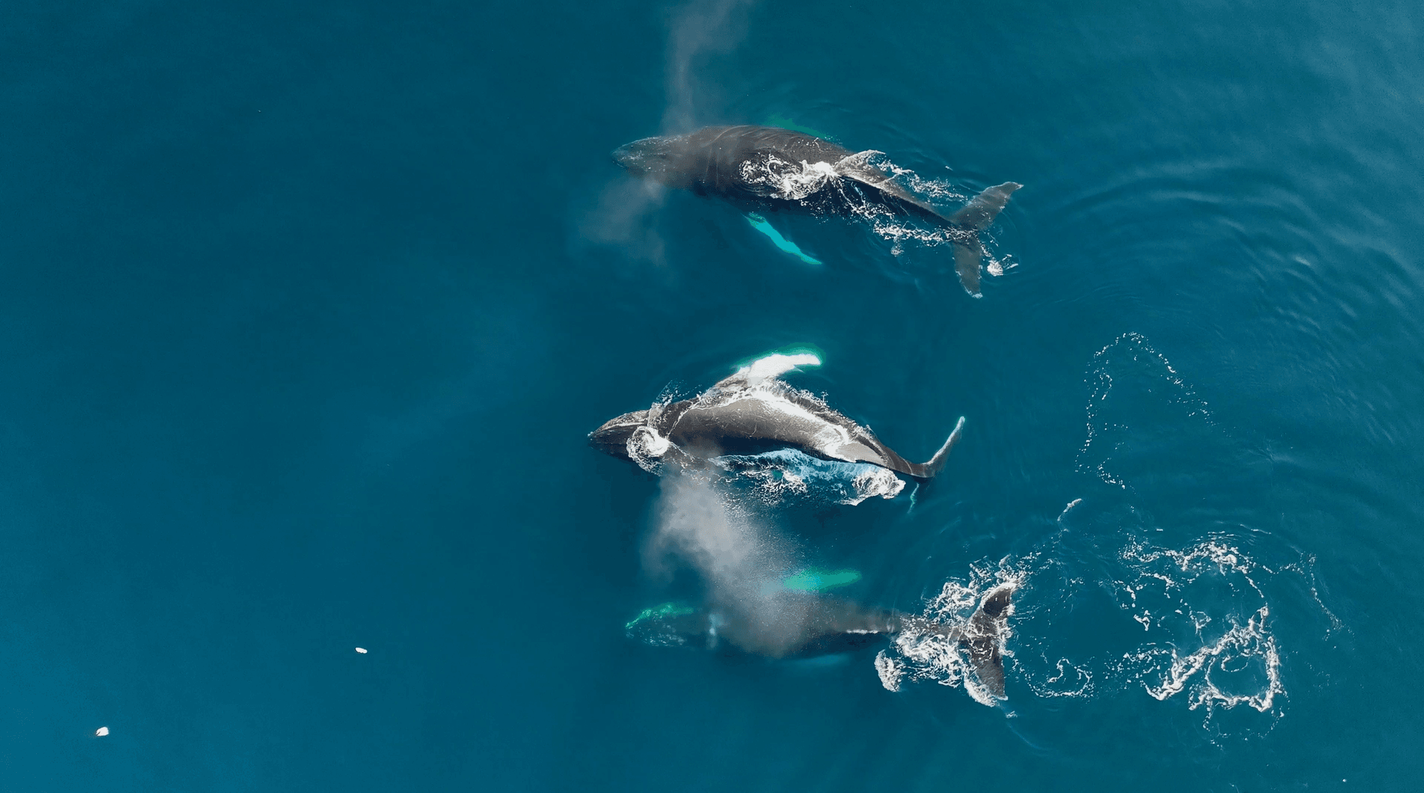 © UCSC-WWF-Chris Johnson -PermitUnderNOAA