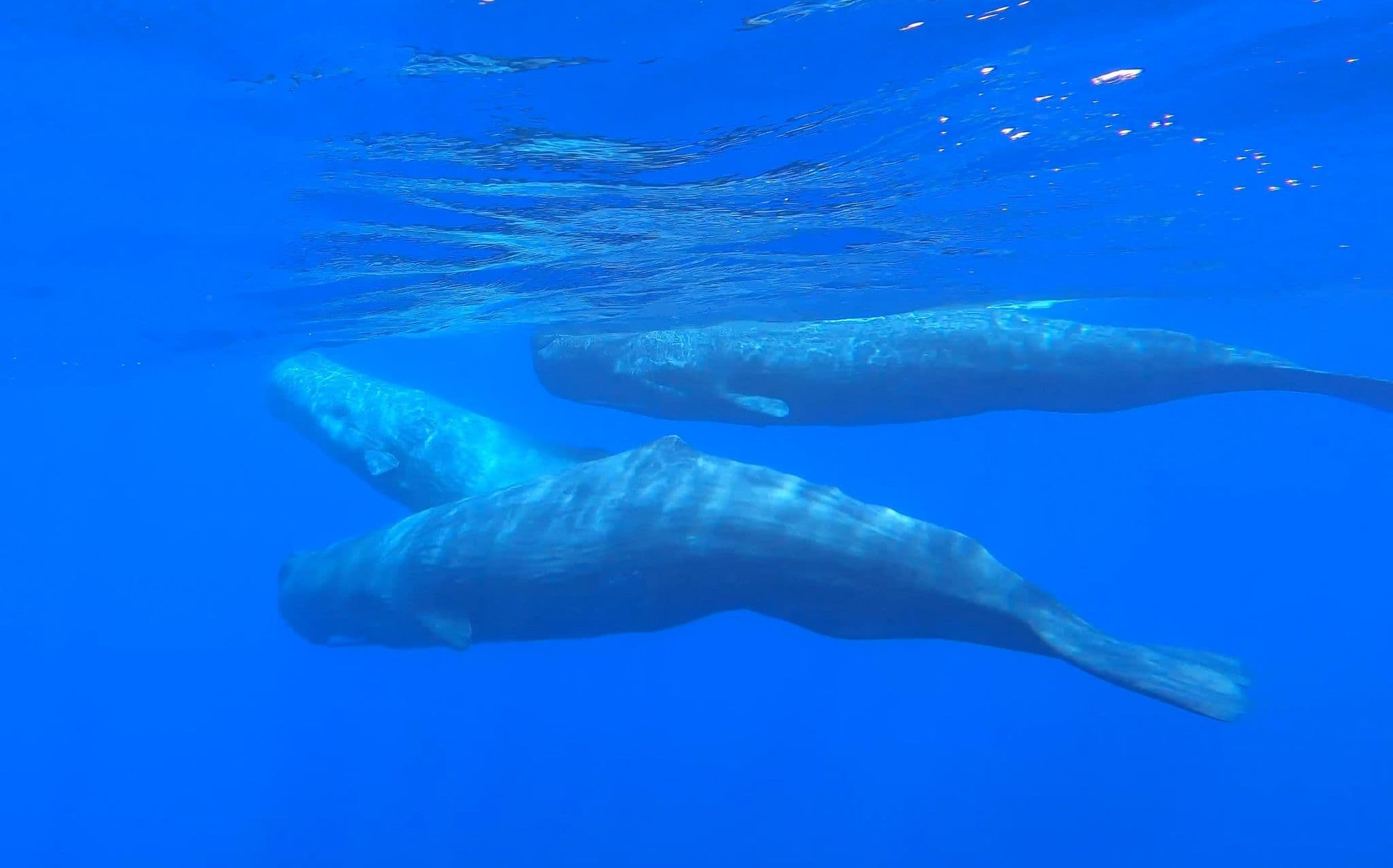 Hellenic Trench sperm whale family (July 2024) © Viola Panigada / Tethys Research Institute