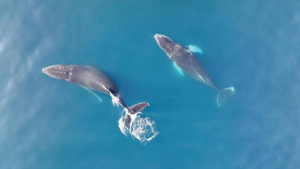 © UCSC-WWF-Chris Johnson - Permit under NOAA