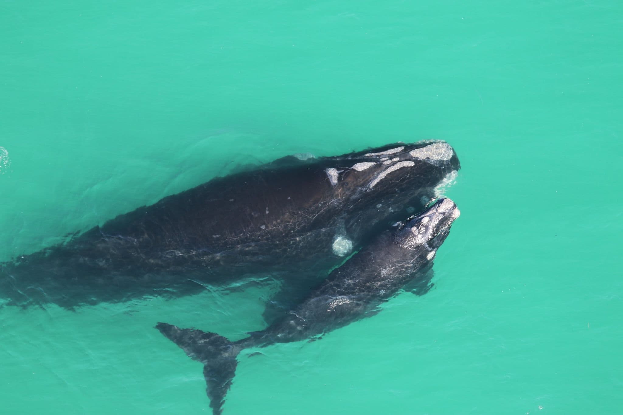 please fill out the ALT attribute